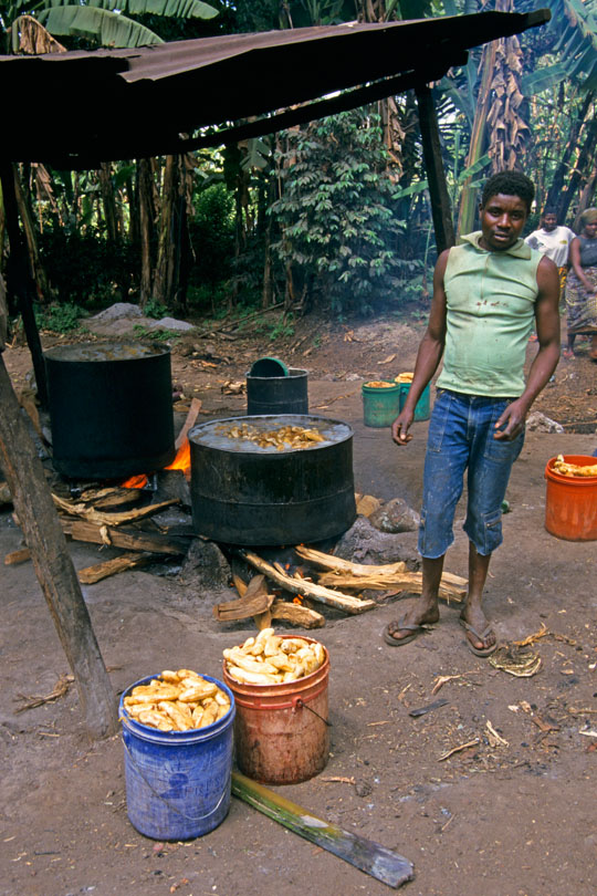 Brewing “Pombe” the traditional banana beer &lt;p&gt;made from millet, bananas and the bark&lt;p&gt; of the Msesewe tree which helps fermentation.