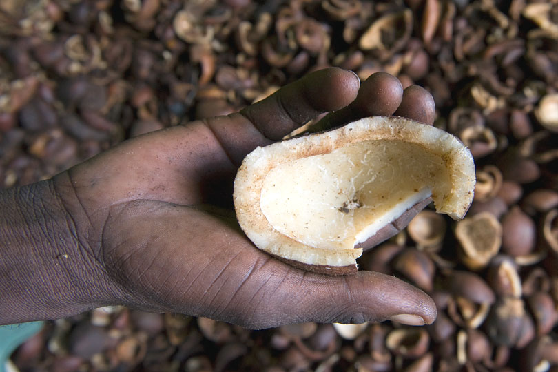 Copra, the dried meat, or kernel, of the coconut.