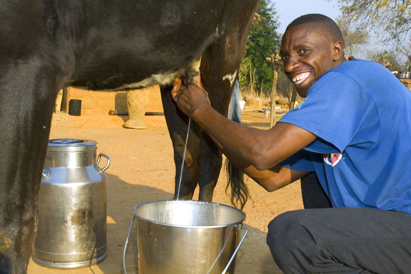 Dairy project – Farmer milking his dairy cow, Zambia