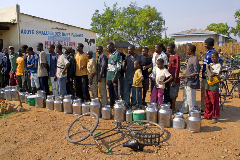 Zambia’s Smallholder milk collection programme