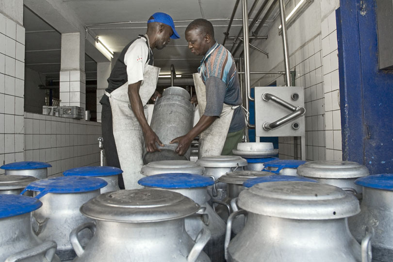 Dairy workers, Zambia