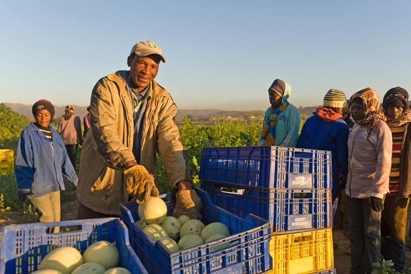 Farmers harvesting watermelons, Namibia