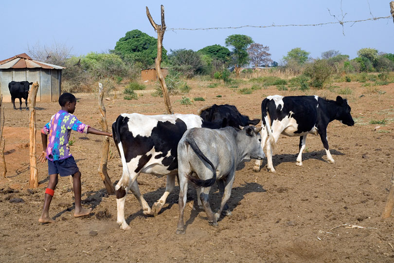 	Farmers in rural areas are encouraged &lt;p&gt;to go into milk production