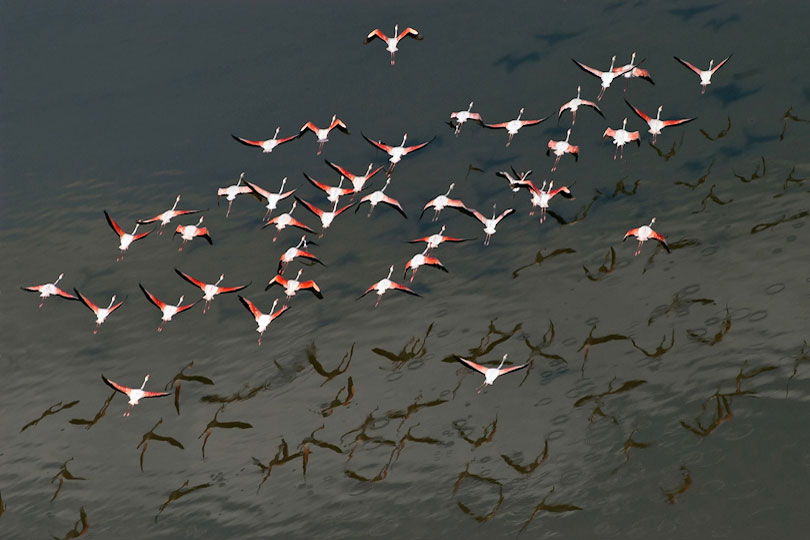 Lesser Flamingos in flight, Lake Nyumba ya mungu, Tanzania