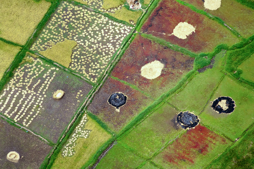 Harvest of paddy rice fields, aerial view, &lt;p&gt;Moshi, Kilimanjaro Region, Tanzania