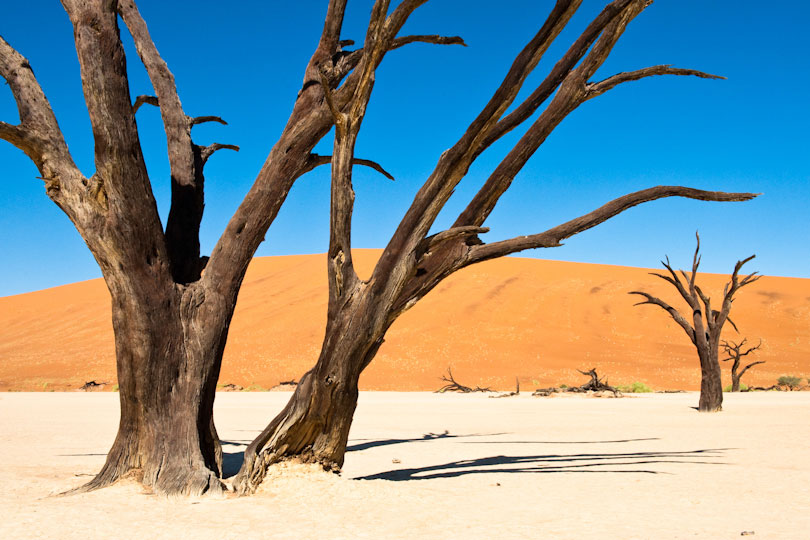 Dead Vlei at Sossusvlei with dead Acacia trees, Namib Naukluft Park Namibia