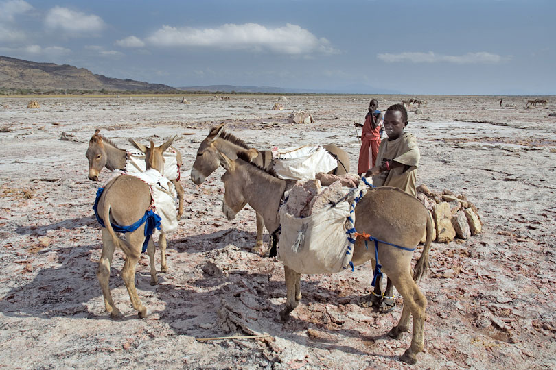 Donkeys are the only means of transport &lt;p&gt;to get the salt slabs to the lake shore
