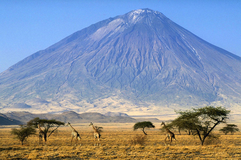 Giraffes at the foot of the volcano Ol Doinyo Lengai, Tanzania