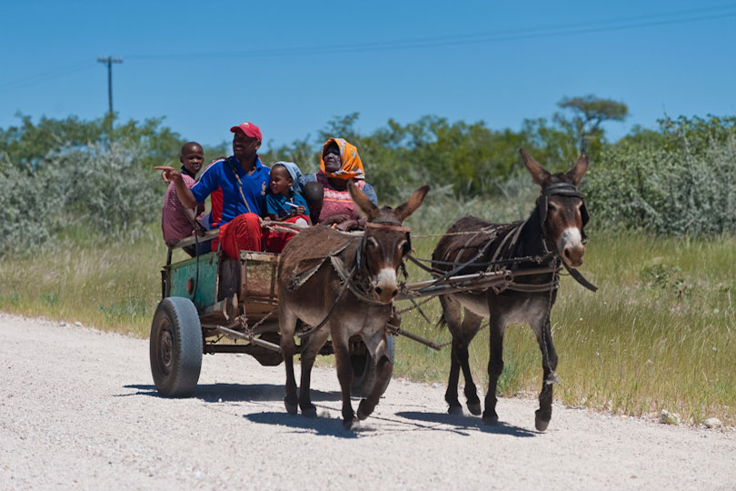Local transport people riding in a donkey cart in Grootberg Namibia