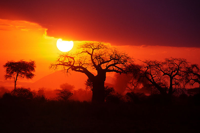 Savannah with Baobab tree at sunset, Tarangire National Park, Tanzania