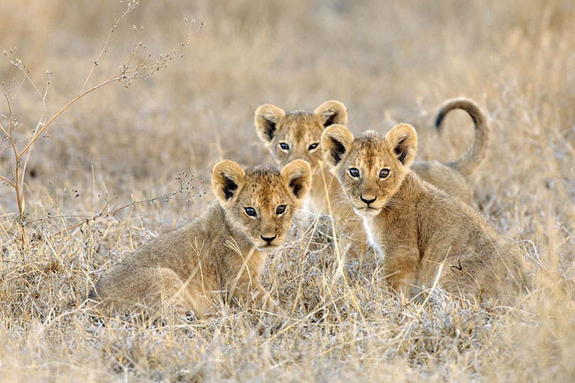 Lion cubs, Ndutu, Ngorongoro, Tanzania