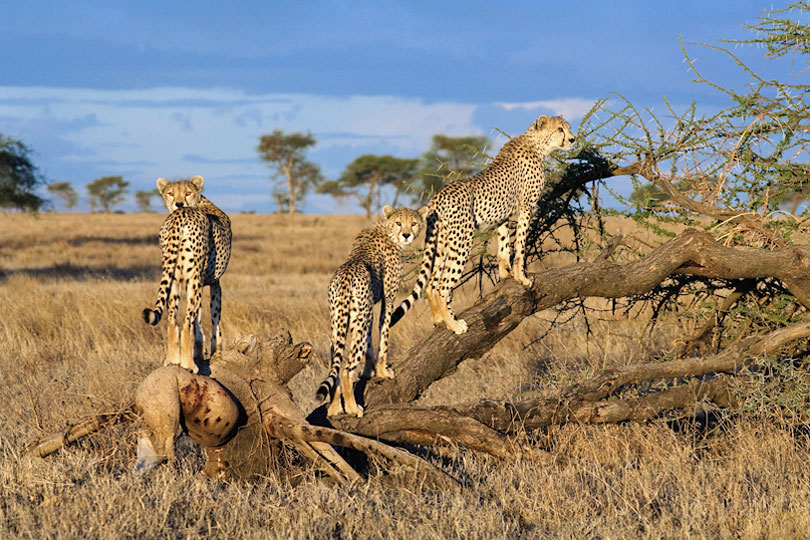 Hungry cheetahs looking for prey, Serengeti, Tanzania