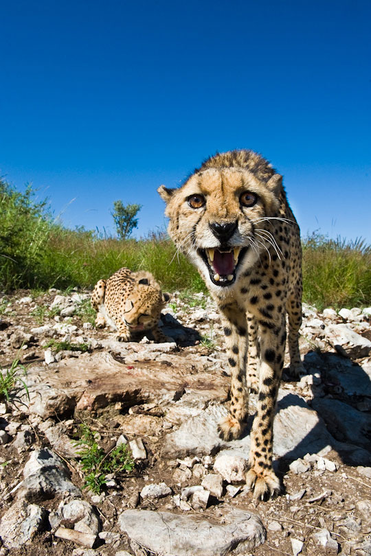 Cheetahs defending a kill, Namibia