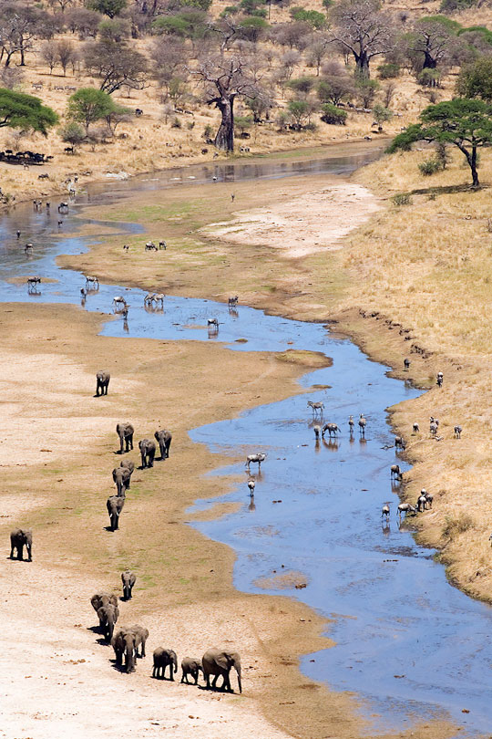 Wildlife at Tarangire river, Tanzania