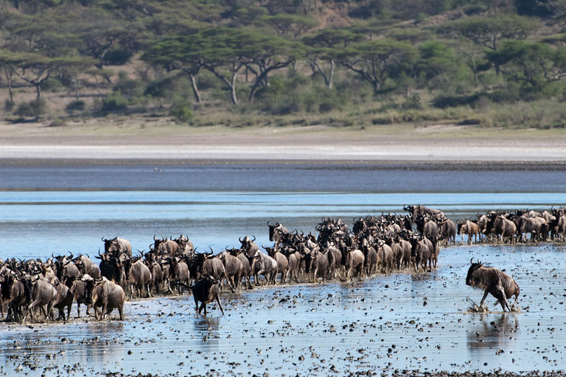 Wildebeest migration, Lake Ndutu, Ngorongoro, Tanzania