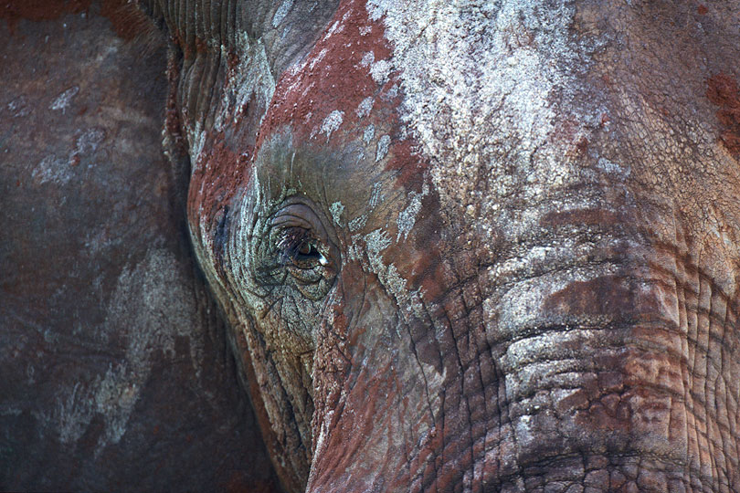 Elephant face covered with mud, Tarangire National Park, Tanzania