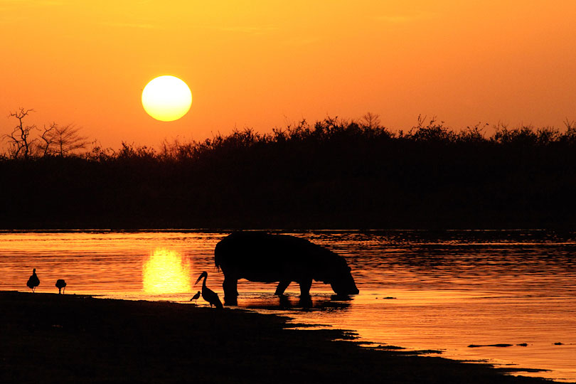 Hippopotamus returning at sunrise to Lake Tagalala, &lt;p&gt;Selous Game Reserve, Tanzania