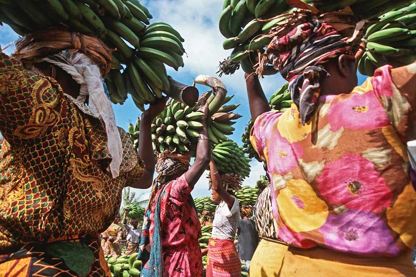 Women carrying bunches of cooking bananas, Kilimanjaro region, Tanzania