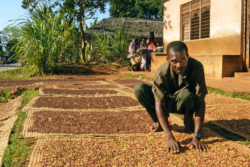 Clove cultivation, the source of Zanzibar's &lt;p&gt;traditional agricultural wealth